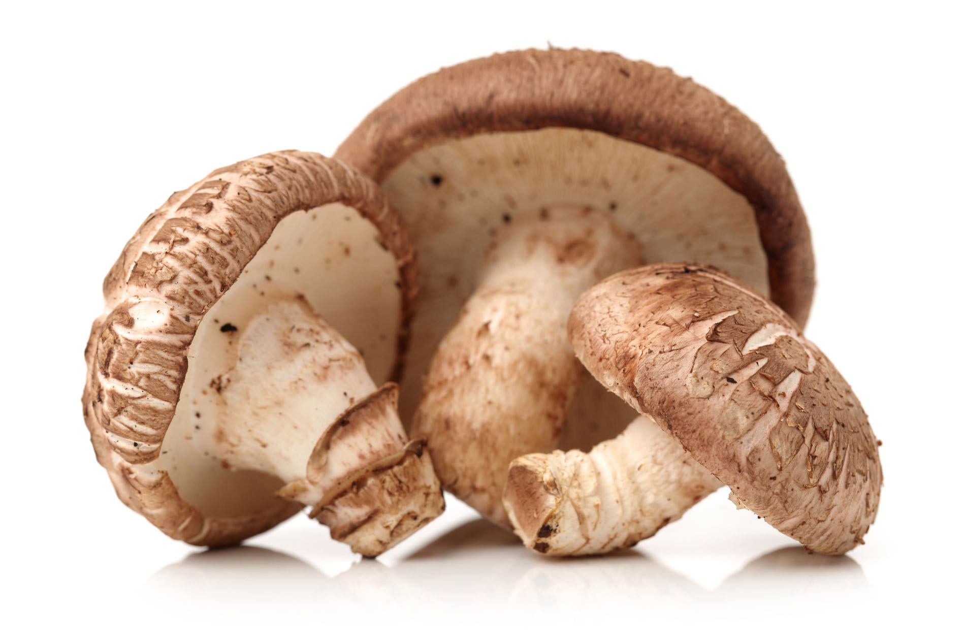 Shiitake